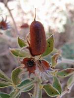 Dorycnum - Dorycnum hirsutum (en Corse) (04) (Photo F. Mrugala)